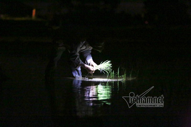 nong nghet tho vo chong lao nong ha noi nua dem roi den di cay