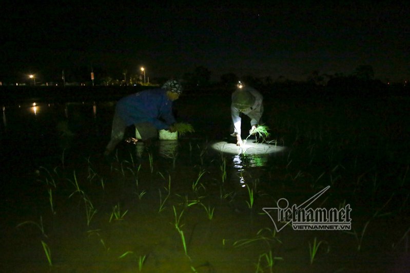 nong nghet tho vo chong lao nong ha noi nua dem roi den di cay