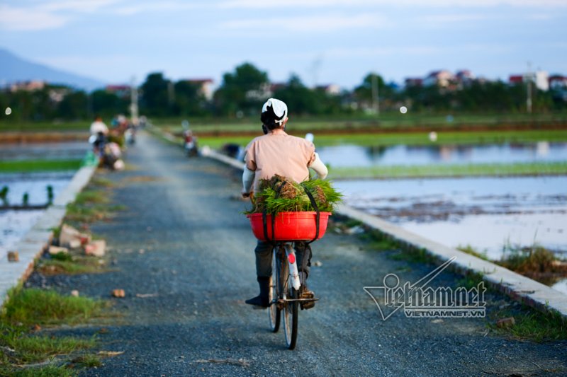 nong nghet tho vo chong lao nong ha noi nua dem roi den di cay