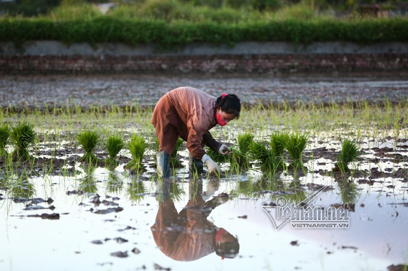 nong nghet tho vo chong lao nong ha noi nua dem roi den di cay