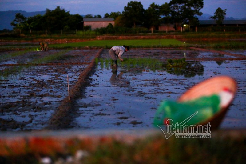 nong nghet tho vo chong lao nong ha noi nua dem roi den di cay