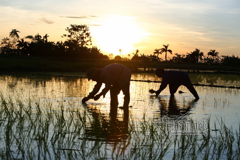 nong nghet tho vo chong lao nong ha noi nua dem roi den di cay