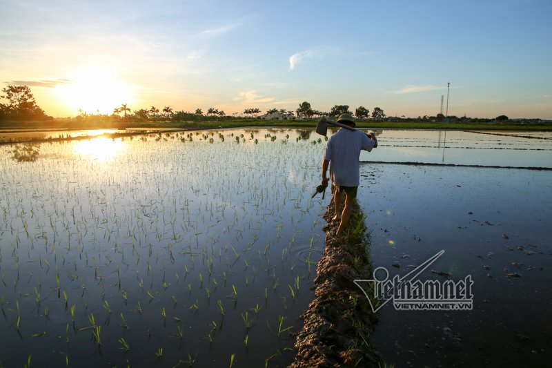 nong nghet tho vo chong lao nong ha noi nua dem roi den di cay