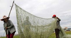 Muôn kiểu săn châu chấu kiếm tiền triệu mỗi đêm