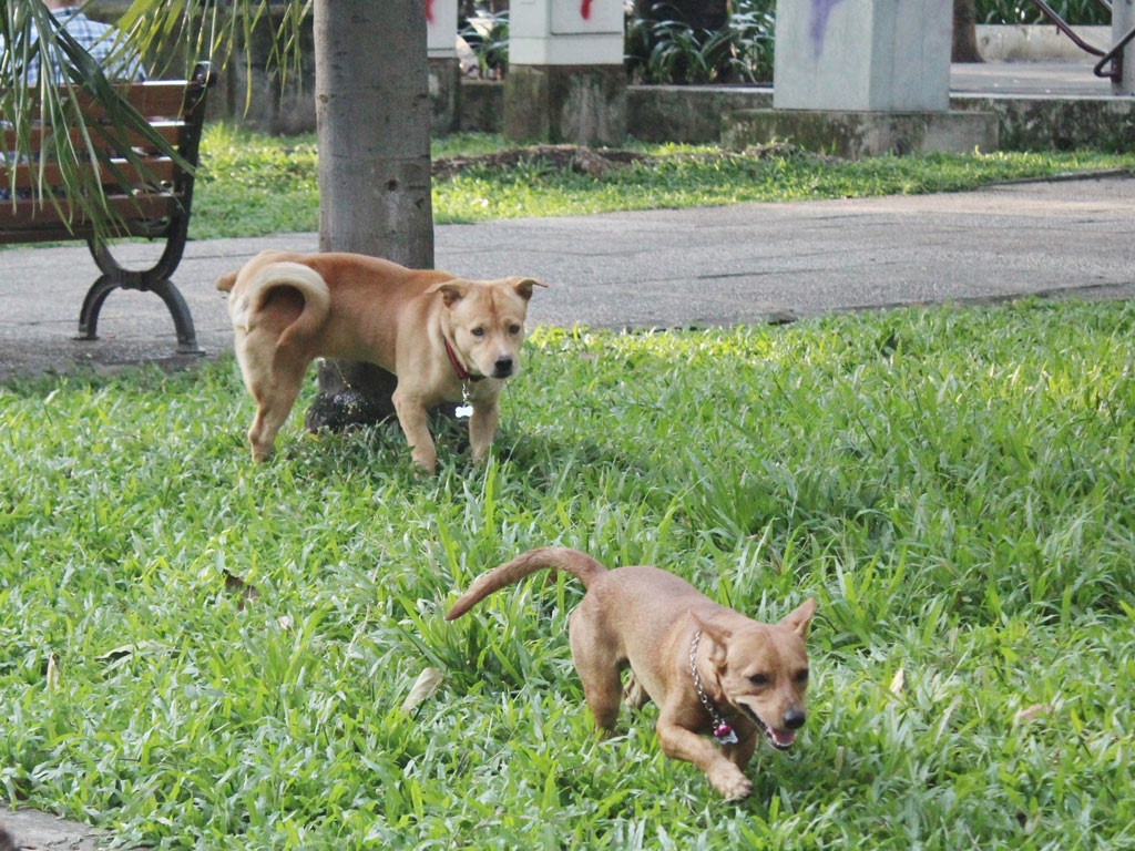 de cho di ve sinh o noi cong cong ma khong don bi xu ly ra sao