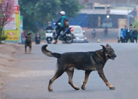 chu nha quyet bao ve cho tha rong khi bi bat