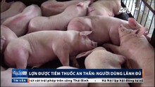 Lợn được tiêm thuốc an thần, người dân lãnh đủ