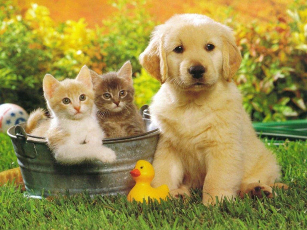 Luật Chăn nuôi 2018: Người nuôi chó, mèo cần lưu ý gì? luat chan nuoi 2018 nguoi nuoi cho meo can luu y gi