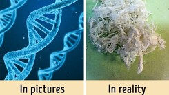 Có thể bạn chưa biết: Chuỗi DNA có hình dạng như thế nào
