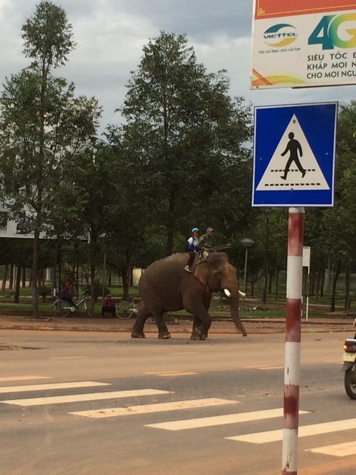 clip hoc sinh cuoi voi di hoc tren duong pho gay sot mang xa hoi