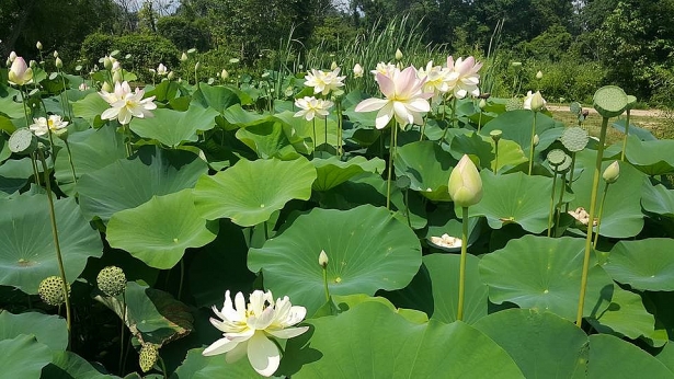 ‘Tạm trốn’ Sài Gòn, ghé lại Đồng Tháp Mười ngắm sen nở tuyệt đẹp tam tron sai gon ve dong thap muoi ngam sen no tuyet dep