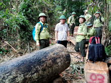Quảng Nam: 'Kiểm lâm nghỉ việc nhiều là do sức khỏe, nghỉ chế độ!'