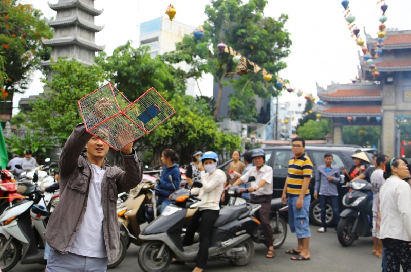 Chim, cá “khốn khổ” vì được phóng sinh! chim ca khon kho vi duoc phong sinh