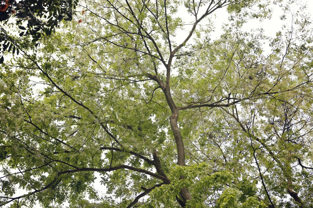 mong nhu ha noi trong sac trang hoa sua thang ba