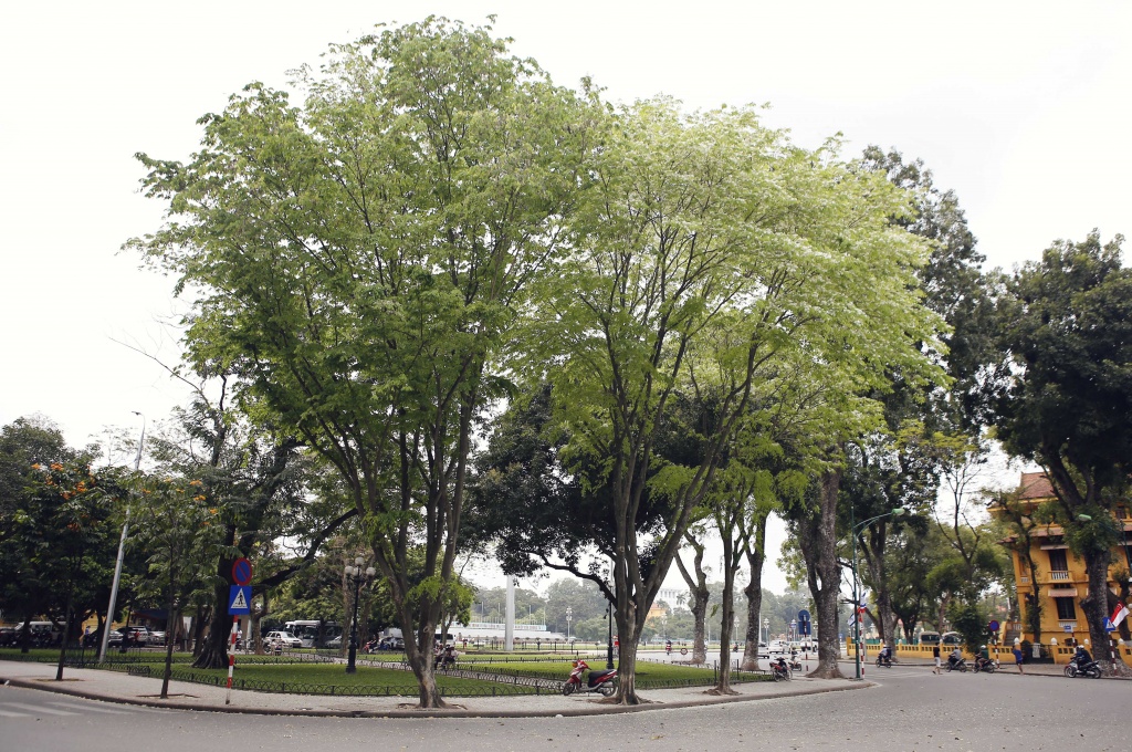 'Mộng' như Hà Nội trong sắc trắng hoa sưa tháng Ba... mong nhu ha noi trong sac trang hoa sua thang ba