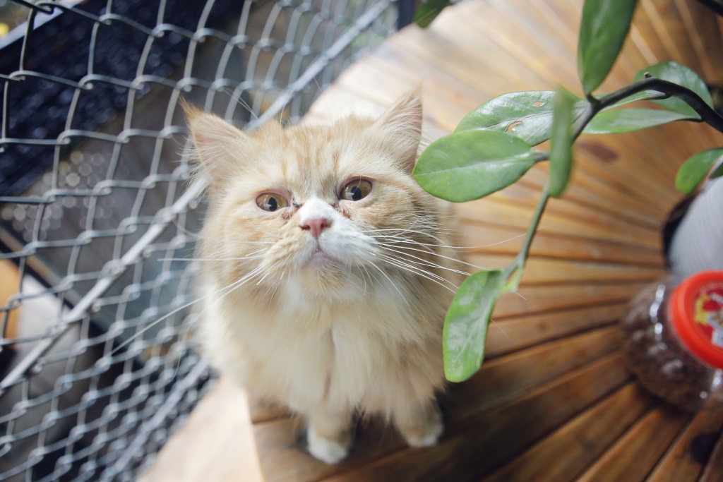 koi cafe spa doc dao voi trai nghiem uong ca phe va massage ca