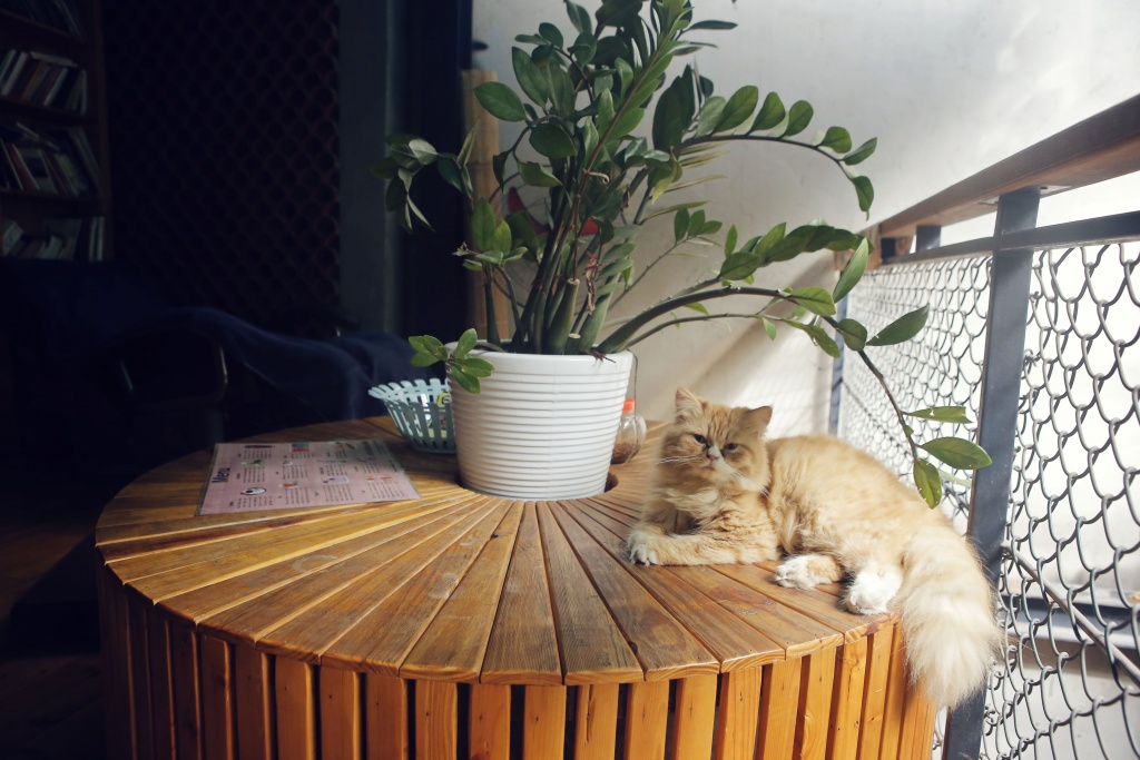 koi cafe spa doc dao voi trai nghiem uong ca phe va massage ca