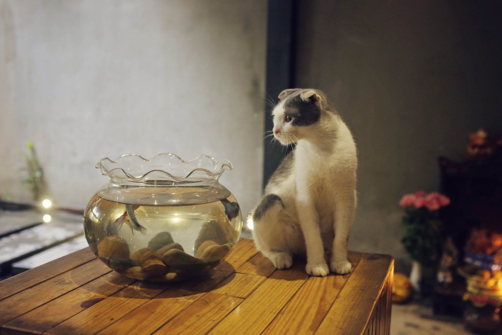 koi cafe spa doc dao voi trai nghiem uong ca phe va massage ca