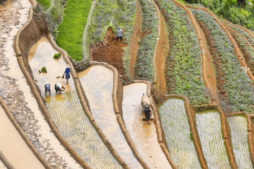 di cay tren ruong bac thang o mu cang chai
