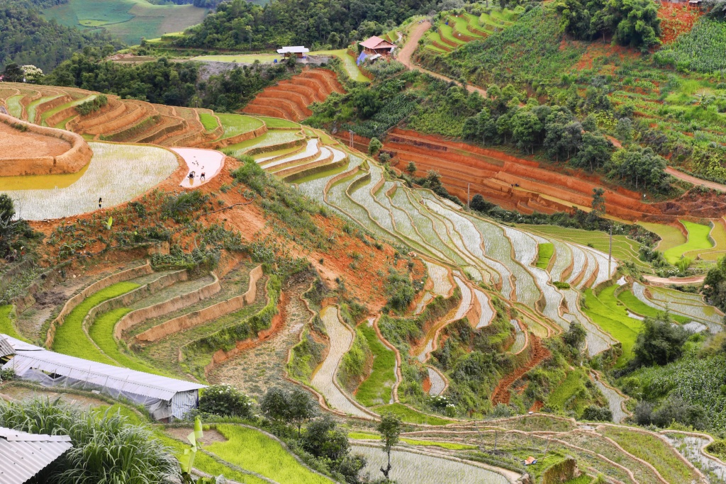di cay tren ruong bac thang o mu cang chai