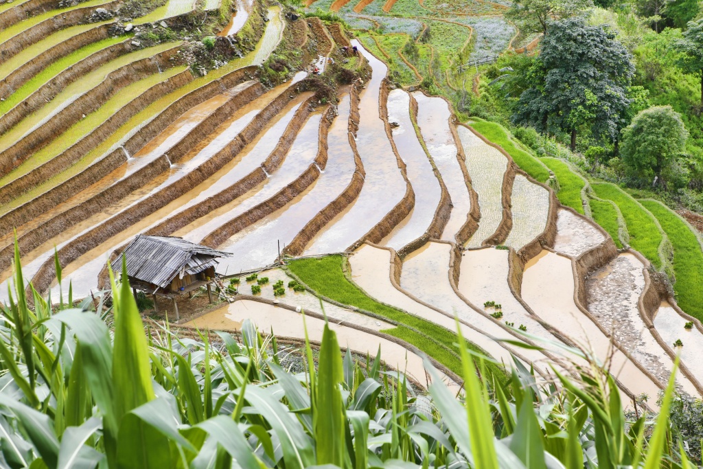 di cay tren ruong bac thang o mu cang chai