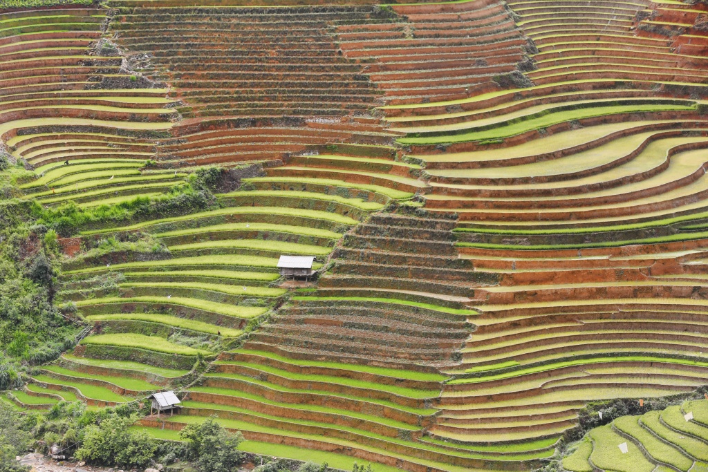 di cay tren ruong bac thang o mu cang chai