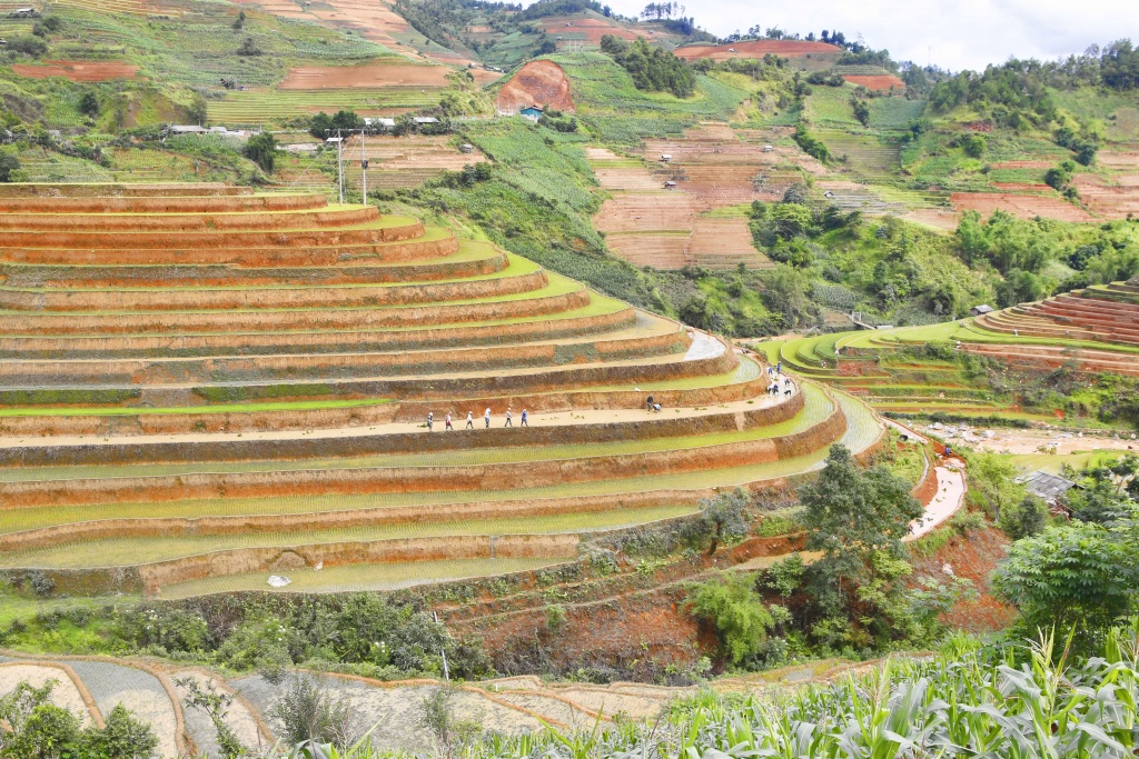di cay tren ruong bac thang o mu cang chai
