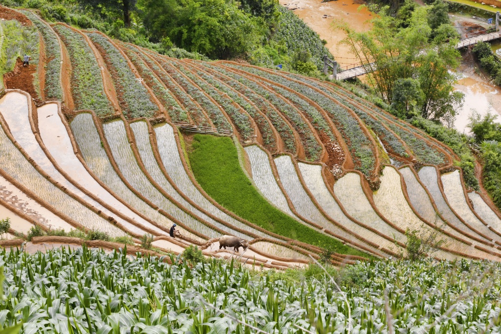 di cay tren ruong bac thang o mu cang chai