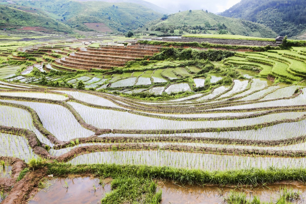di cay tren ruong bac thang o mu cang chai