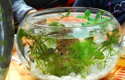 12 con giáp chỉ cần đặt những vật này trong nhà đảm bảo phú quý đầy nhà, tiền vào như nước