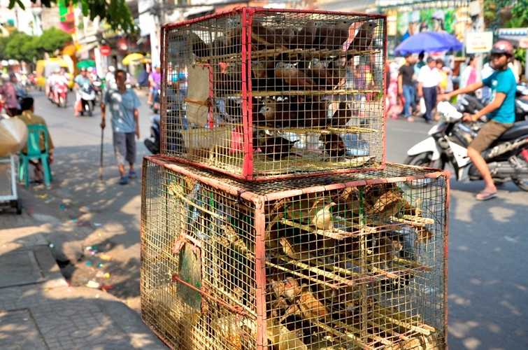 8 sai lam can tranh khi phong sinh mua vu lan