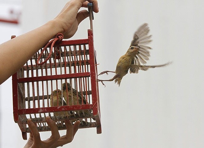 8 sai lam can tranh khi phong sinh mua vu lan