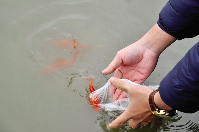 8 sai lam can tranh khi phong sinh mua vu lan