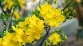 Bài khấn hóa vàng theo 'Tập văn cúng gia tiên'