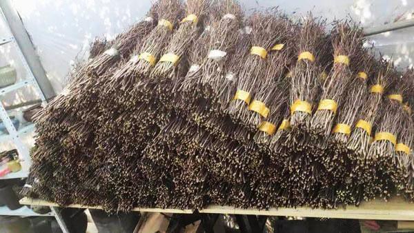 Đỗ quyên 'ngủ đông': Loại hoa mới đang khiến chị em phát sốt, cắm 2 tuần là nở rực rỡ do quyen ngu dong loai hoa moi dang khien chi em phat sot cam 2 tuan la no ruc ro