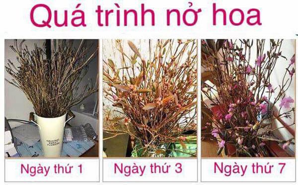 Đỗ quyên 'ngủ đông': Loại hoa mới đang khiến chị em phát sốt, cắm 2 tuần là nở rực rỡ do quyen ngu dong loai hoa moi dang khien chi em phat sot cam 2 tuan la no ruc ro