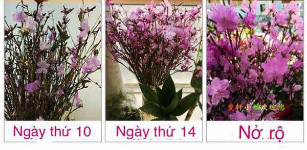 Đỗ quyên 'ngủ đông': Loại hoa mới đang khiến chị em phát sốt, cắm 2 tuần là nở rực rỡ do quyen ngu dong loai hoa moi dang khien chi em phat sot cam 2 tuan la no ruc ro