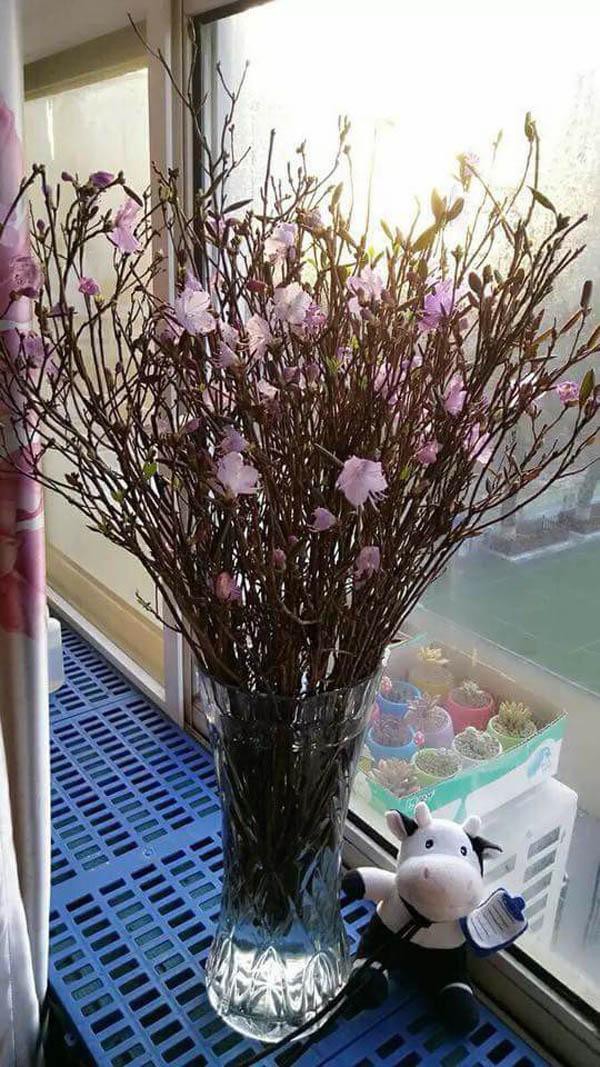 Đỗ quyên 'ngủ đông': Loại hoa mới đang khiến chị em phát sốt, cắm 2 tuần là nở rực rỡ do quyen ngu dong loai hoa moi dang khien chi em phat sot cam 2 tuan la no ruc ro