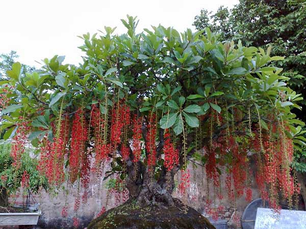 Trồng cây gì trước cửa để hút tài lộc năm Mậu Tuất 2018 trong cay gi truoc cua de hut tai loc nam mau tuat 2018