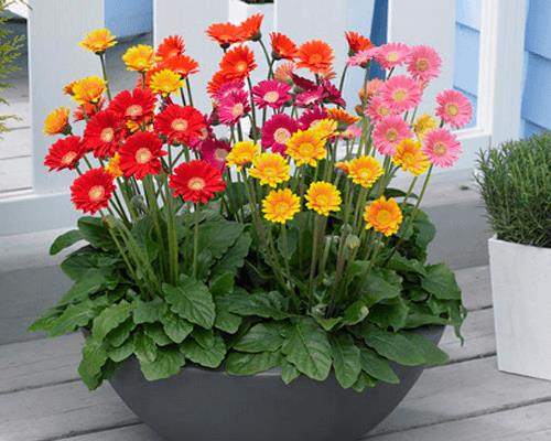 Trồng cây gì trước cửa để hút tài lộc năm Mậu Tuất 2018 trong cay gi truoc cua de hut tai loc nam mau tuat 2018
