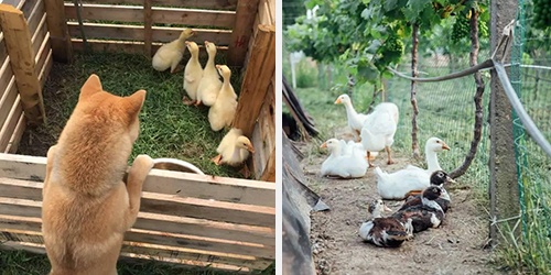 co gai 19 tuoi sua kho bo hoang thanh nha vuon xanh muot 74885