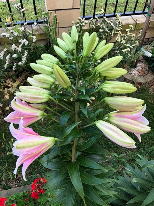 cay hoa ly vo ke hoach 40 bong trong vuon cua me viet o new zealand