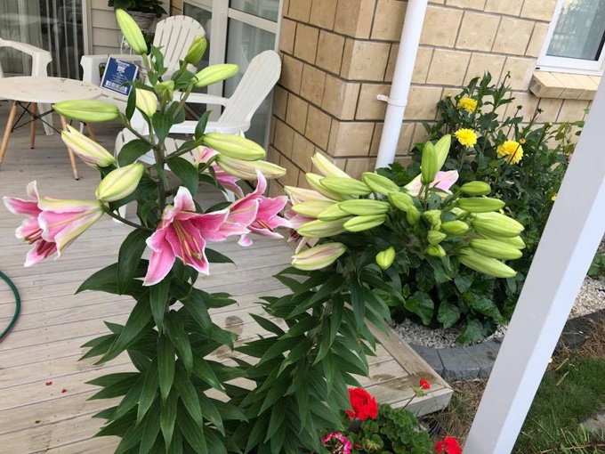 cay hoa ly vo ke hoach 40 bong trong vuon cua me viet o new zealand