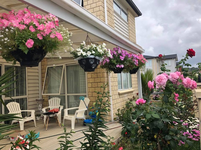 cay hoa ly vo ke hoach 40 bong trong vuon cua me viet o new zealand