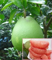 buoi da xanh gia re chat dong ban via he sai gon