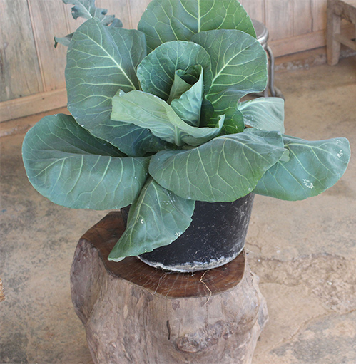 ca chua bap cai hoa thanh cay canh tet
