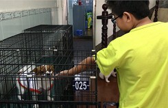 Ngày Tết, chủ về quê, chó ra khách sạn ở