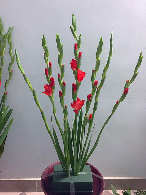3 kieu cam hoa lay on mang khong khi tet ngap tran nha ban