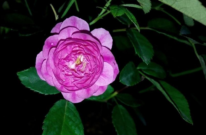 Ông bố trẻ phá tan sân bê tông để trồng vườn hồng ong bo tre pha tan san be tong de trong vuon hong