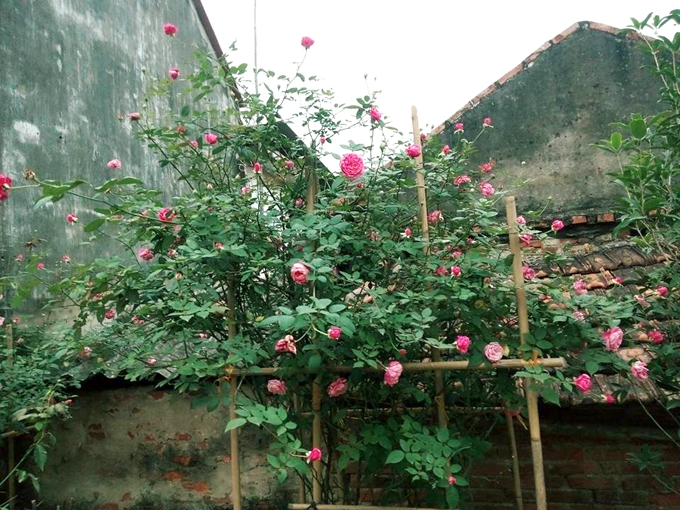 Ông bố trẻ phá tan sân bê tông để trồng vườn hồng ong bo tre pha tan san be tong de trong vuon hong